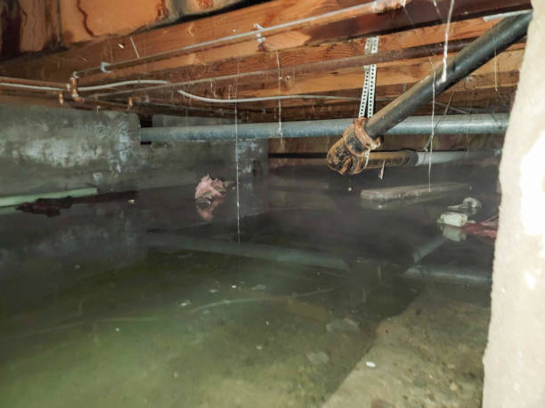 Best Professional water damage repair  in Edisto, SC